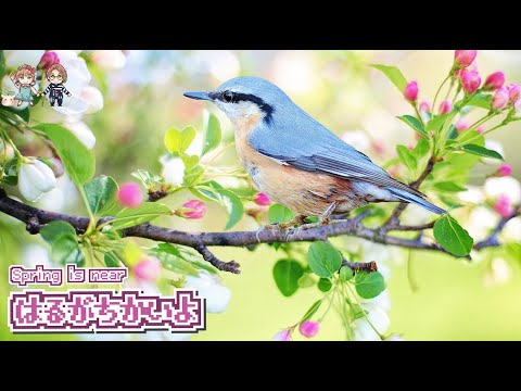 兎に角かわいいBGM /はるがちかいよ【自由に使える音楽素材 #freemusic】