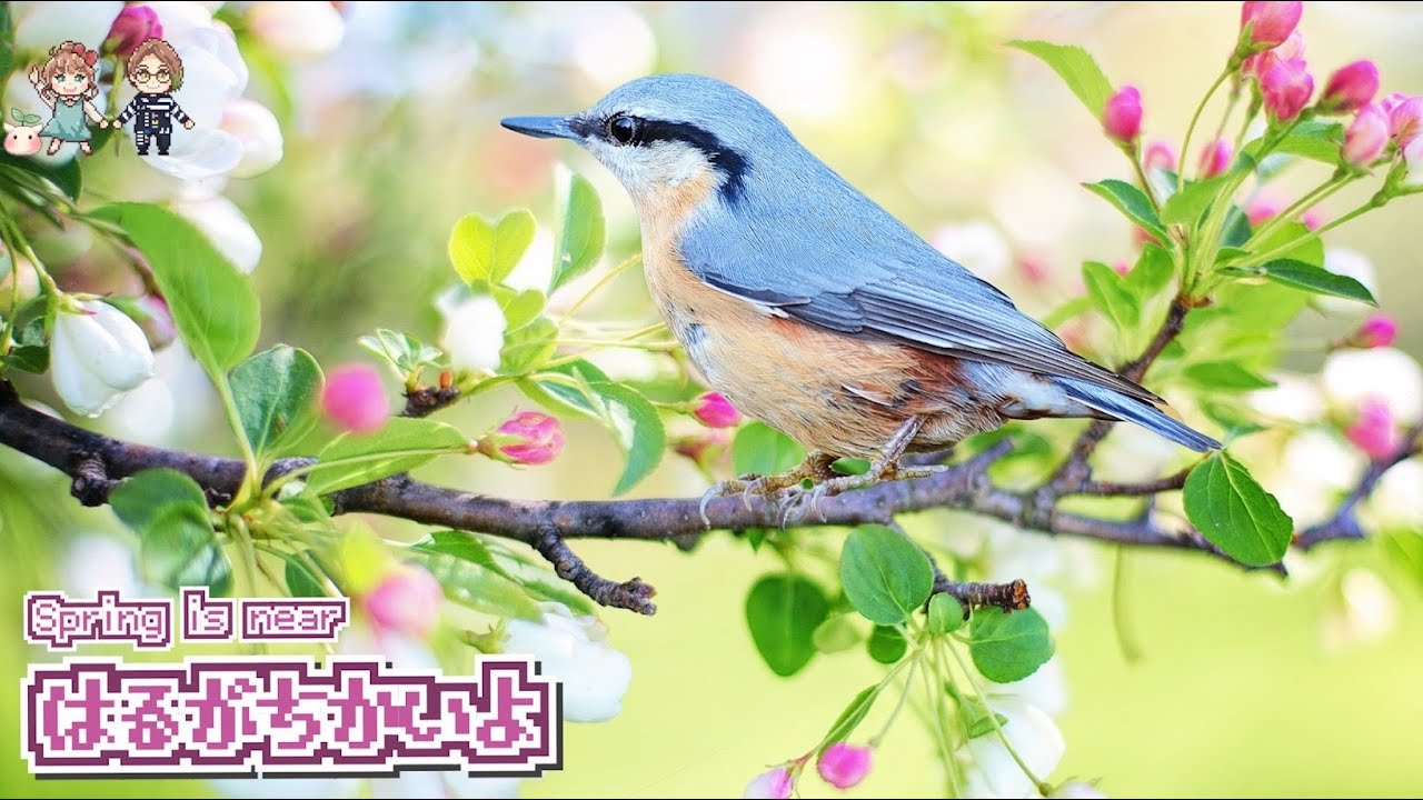 ほのぼの可愛いフリーbgmなら こんとどぅふぇ