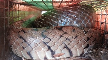 Lâu lâu xuất hiện cơn mưa đêm sáng thăm bẫy rắn chạy rất nhiều@lapmientay 