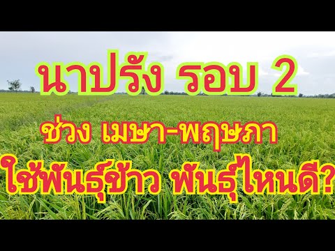 นาปรัง รอบ 2 ช่วง เมษา-พฤษภา ใช้พันธุ์ข้าว พันธุ์ไหนดี?? 🌾🌾 สนใจพันธุ์ข้าว 0899428684