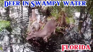 DEER in FLORIDA SWAMPY AREA