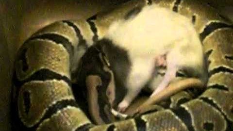 NEO - My Pet Ball Python Eating 5/22/11 part 2