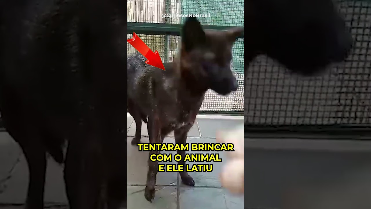 O primeiro CÃO HÍBRIDO da América Latina 🇧🇷🐶