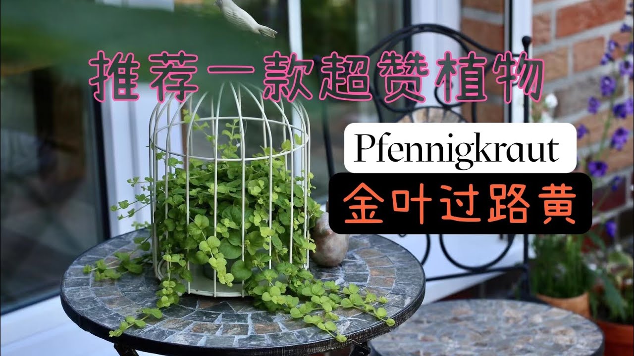 推荐一款超级耐寒易种多年生适合景观布置的蔓生草花 金叶过路黄pfennigkraut 阳台种植 庭院盆栽种植 匍匐花卉 06 04 22 Youtube