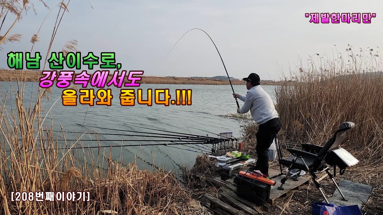 해남 산이수로, 강풍속에서도 올라와 줍니다.[208번째 이야기]