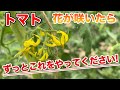 【トマト】花が咲いてから収穫するまでにこれやるだけでしっかり採れます