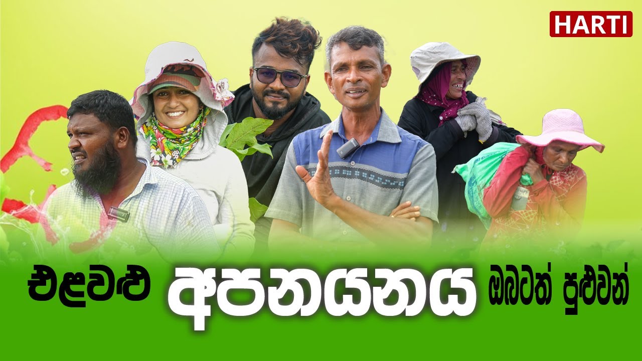 එළවළු අපනයනයට ඔබත් කැමතිද? #harti  #agriculturefarming #vegitables #export #newbusinessideas #