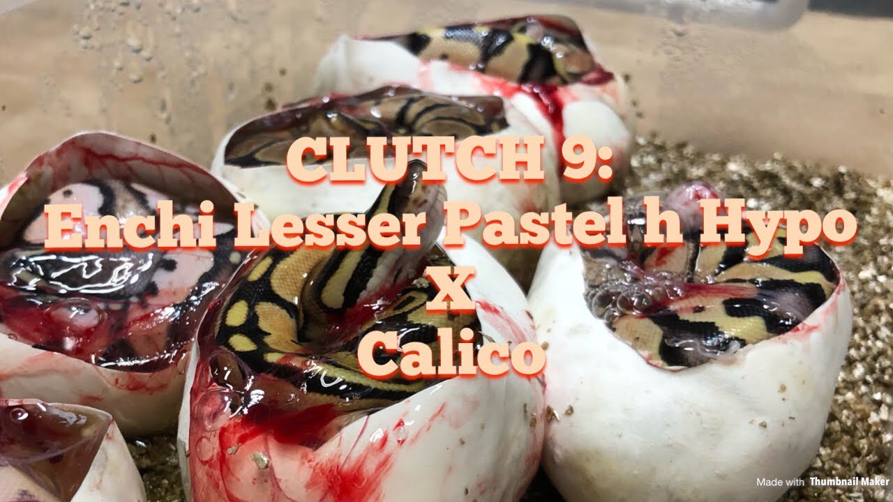 pet snakes and dogs WHAT A SURPRISE!! CALICO LESSER ENCHI PASTEL CLUTCH!! Egg Hatching