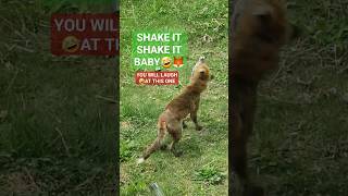 Fox Poops Then Breaks Fence Running Away