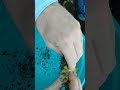 harvesting🌻 seeds 😺