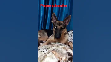 Sound That Make Dog Tilt Head Left Right 