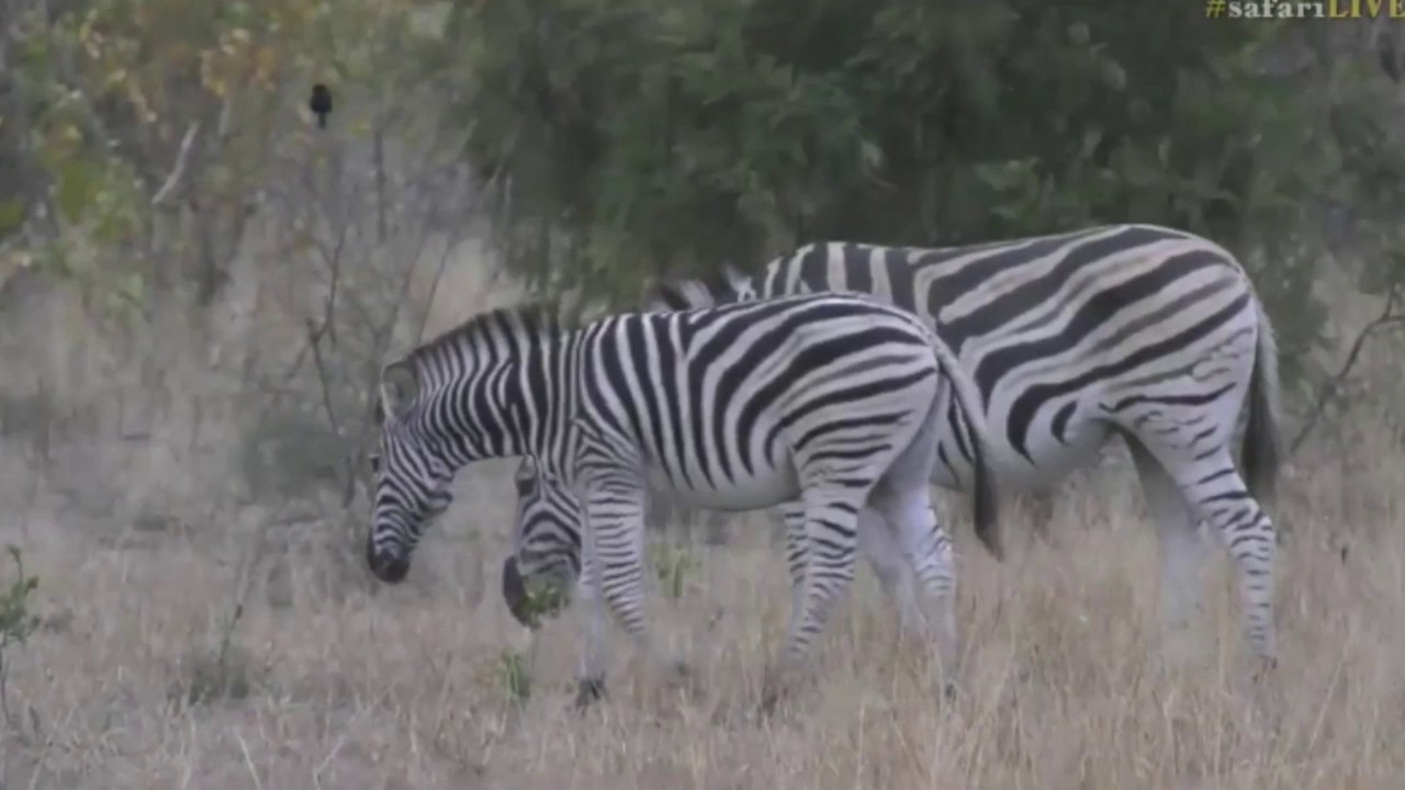 sindile faku July 08, 2017 - Sunrise- Zebras are plentiful this morning