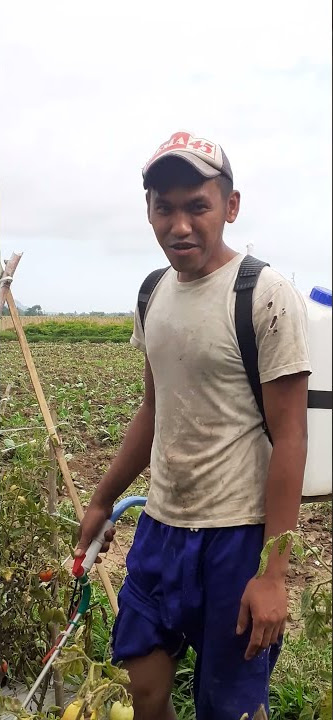 PANTUN JOWO LUCU MANGAN TOMAT KARO PAK SATU#shorts #pantun