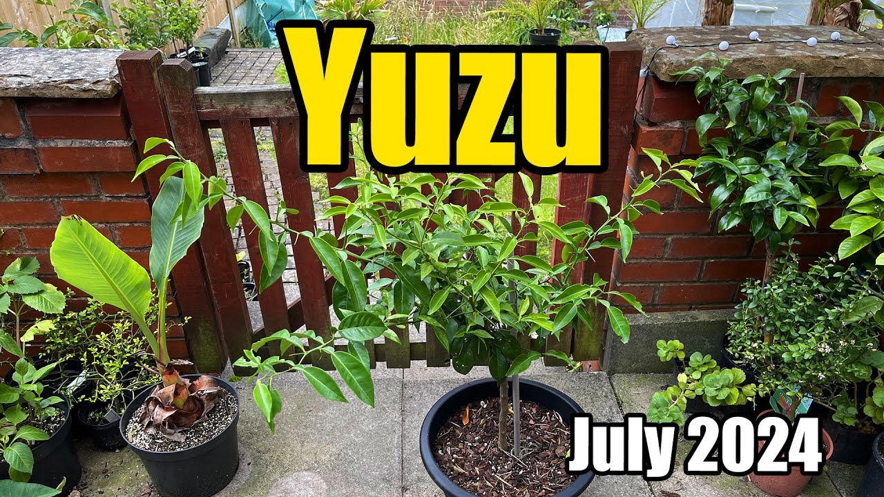 Yuzu Tree Update (Citrus Junos) - July 2024 - YouTube