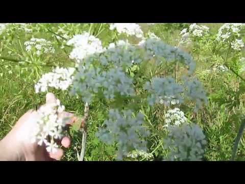 Poison Hemlock vs Water Hemlock side-by-side Idendification