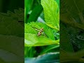 Bees Sounds Shorts Nature Trending Youtubeshorts Viral Relaxing Love Colour Bees Trend 