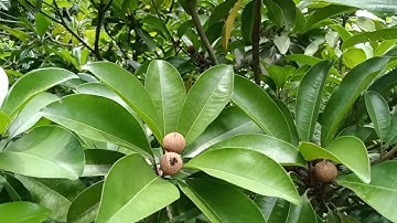 cách tỉa quả cho cây hồng xiêm xoài