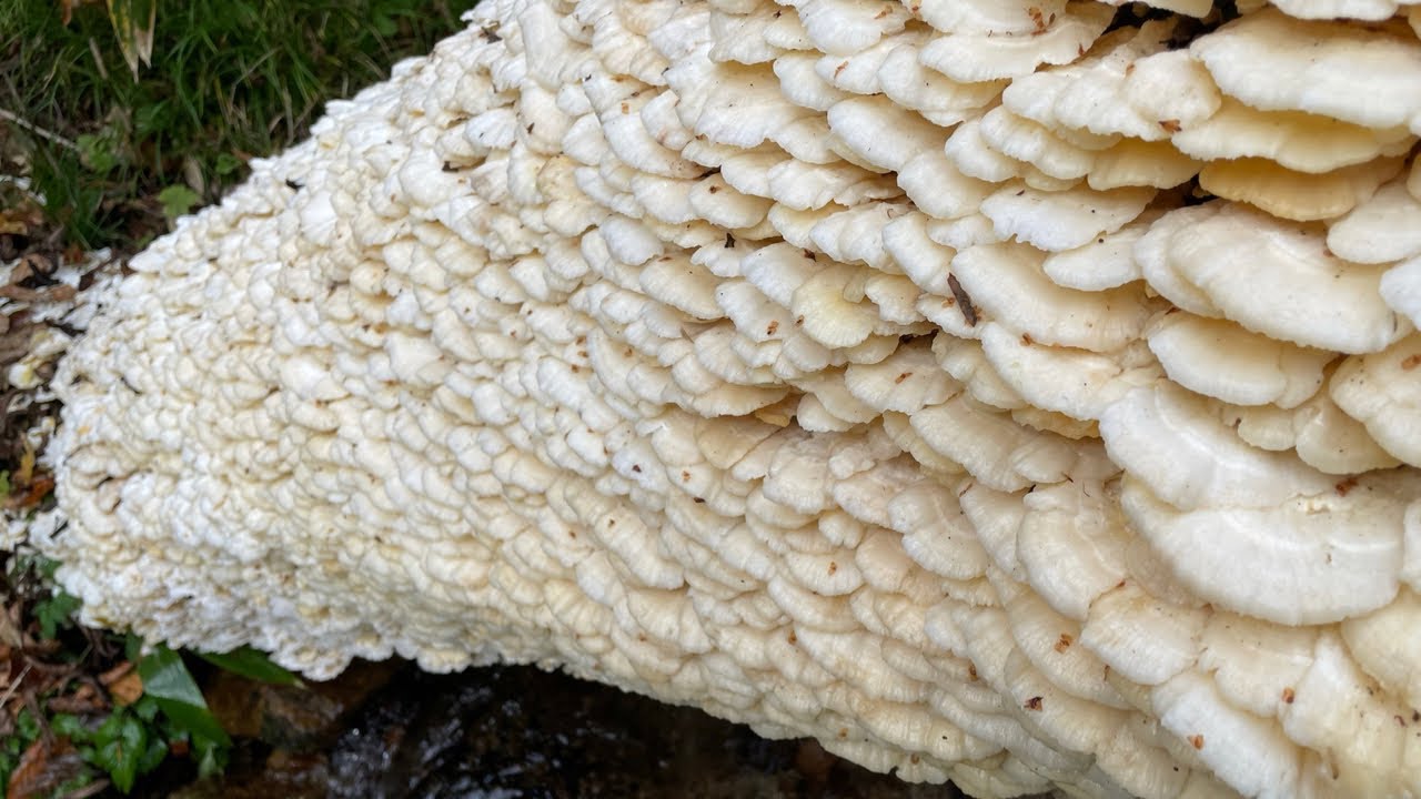 【きのこ】＃52　きのこ狩りに行ったら驚愕のきのこが！！