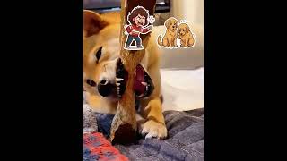 The Shiba Chewed This Table Every Day Until It Snapped! The Shiba Chewed This Table Every Day Until It Snapped!