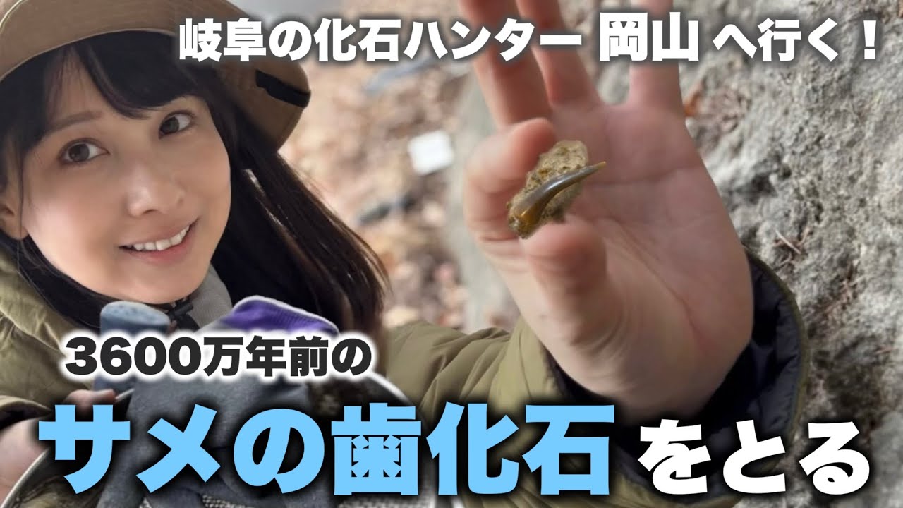 Fossil collecting in Okayama Prefecture! 36 million year old shark