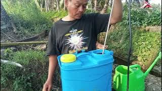 aplikasi Eco farming premium ( - 3) hari sebelum tanam pada tanaman cabe keriting