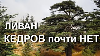 Ливанские кедры или то что от них ОСТАЛОСЬ!!!