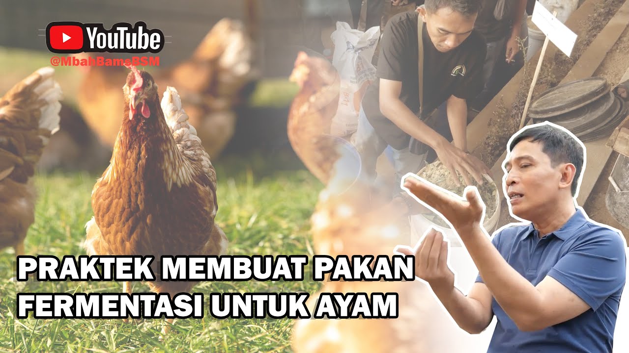 PRAKTEK MEMBUAT PAKAN FERMENTASI UNTUK AYAM #bayudiningrat #bayusehatmandiri