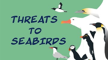 Seabird Sentinels: Threats to Seabirds