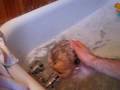 Shampoo song.