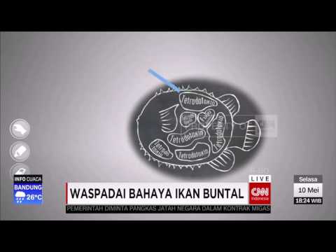 Waspadai Bahaya Ikan Buntal