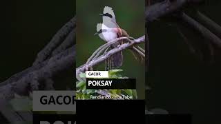 Burung POKSAY Gacor Di Alam