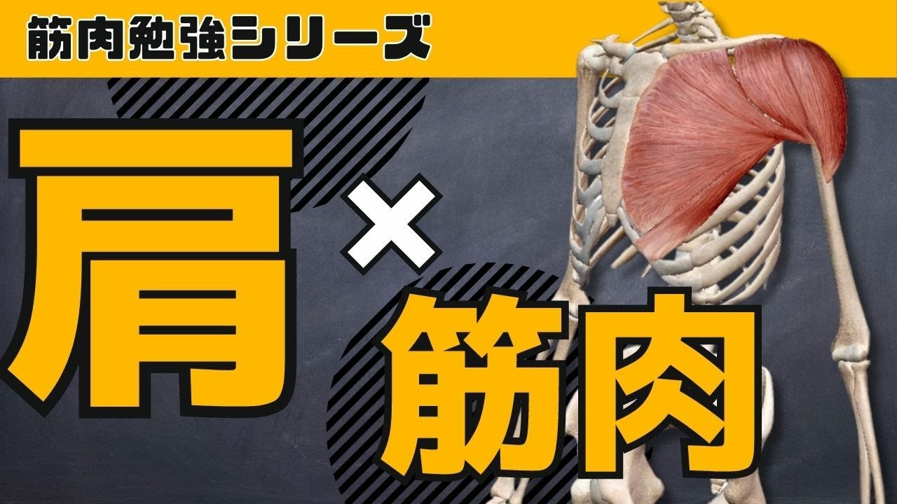 【肩×筋肉】肩関節の動き＆主要な筋肉がすべてわかる動画