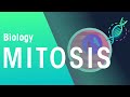 What is Mitosis? | Genetics | Biology | FuseSchool Mp3 Song