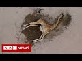 New video by BBC News on YouTube
