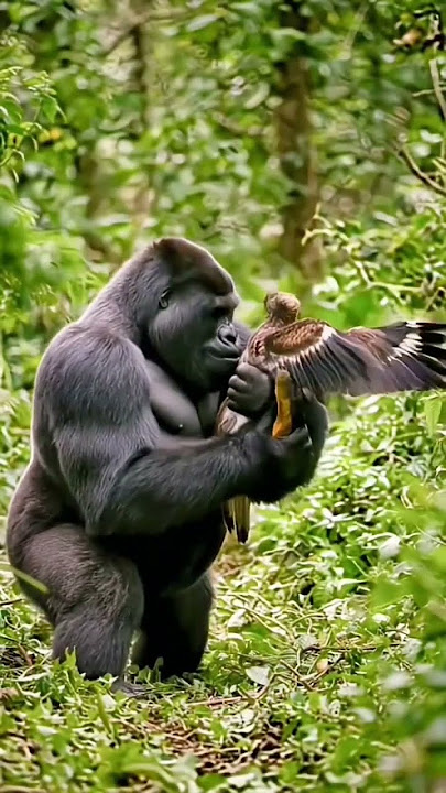 Gorilla crunch a neck of eagle 😭 #gorillaattack #gorillavseagle #eaglebite #ai #veo3
