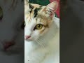 #bollywood #suport #public #love #cat