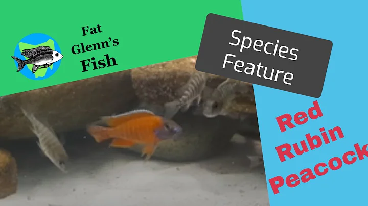Red Rubin Peacock Species Feature