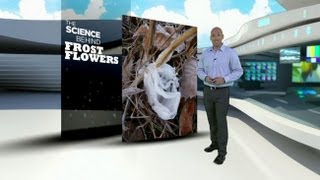 The Science Behind Frost Flowers