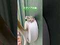 ドアノブにいた白い蛙 A white frog on the doorknob #アマガエル