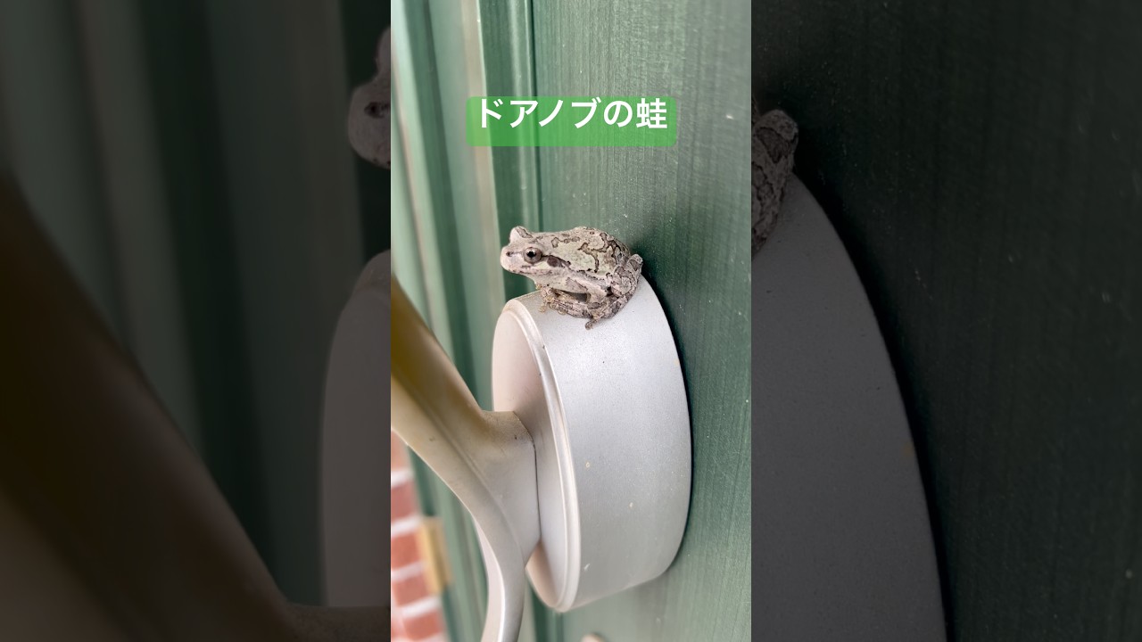 ドアノブにいた白い蛙 A white frog on the doorknob #アマガエル