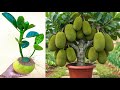 Creative Idea How to propagate Jackfruit in pomelo fruit & Use Aloe Vera Boosting root