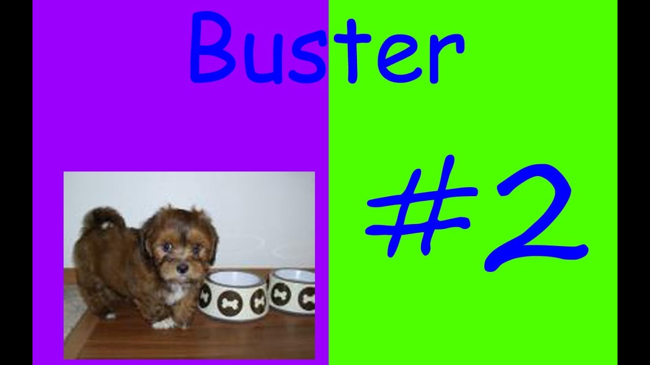 gaming logo PurpleGhost & GreenSnake Our dog Buster 2-Buster's Tricks!