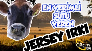 En Verimli Sütü Veren Jersey Irkı - SADECE JERSEY #hayvancılık #besici