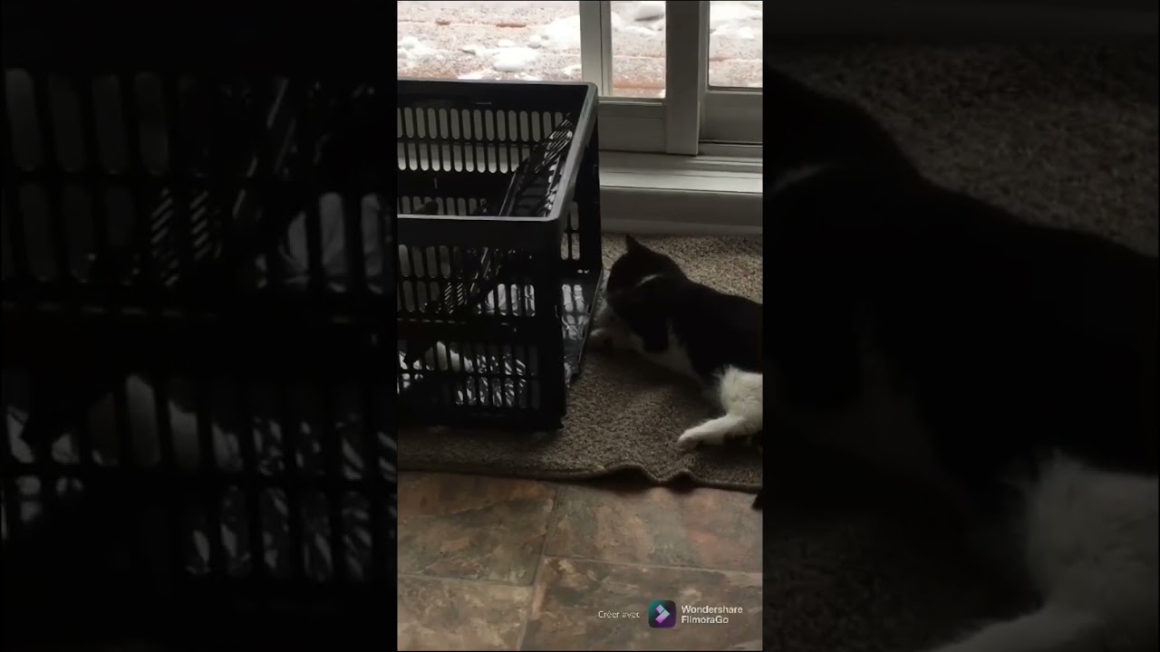 Essayer De Ne Pas Rire Special Chats 2 Youtube