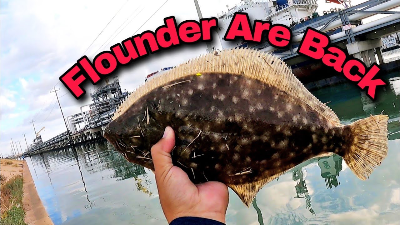 Flounder Are Back Flounder Fishing Galveston YouTube