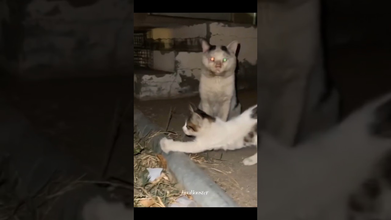 Mother Cat Protecting their kitten 💀 | 