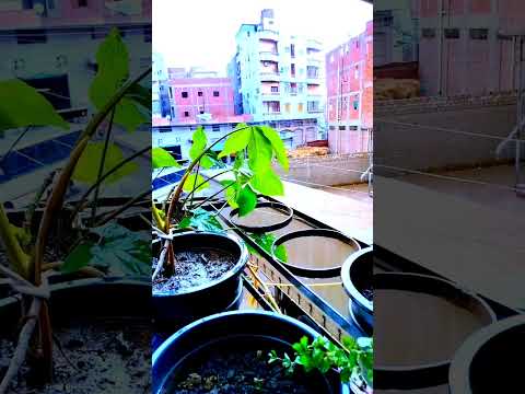 اللهم صيبا نافعا امطار غزيره في منية النصر دقهليه