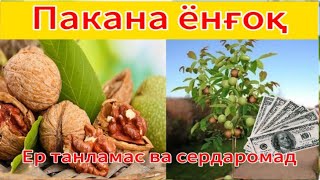 Пакана ёнғоқ / карликовый орех