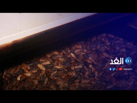 بديلا عن البن فتاة موريتانية تنتج قهوة مستخلصة من نوى التمر