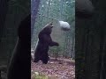 クマが蜂の巣を襲った瞬間…! #animalshorts #衝撃映像 #監視カメラ #自然の記録 #野生動物